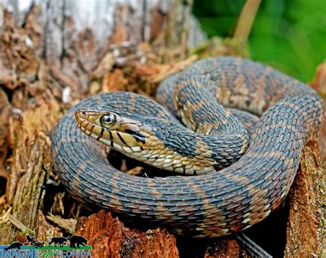 florida water snake pictures